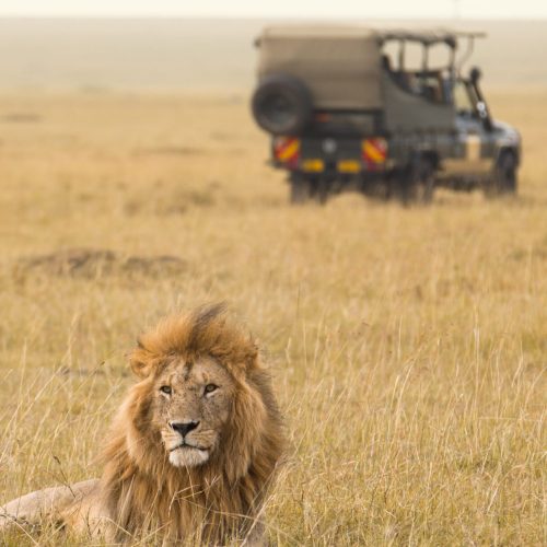 African lion couple and safari jeep in the Masai Mara, Kenya.