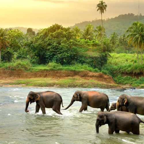 Herd of elephants walking in a jungle river