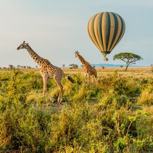 Multiple Giraffes stand infant of a passing by Hot Air Balloon in The Serengeti in Serengeti National Park, Tanzania.