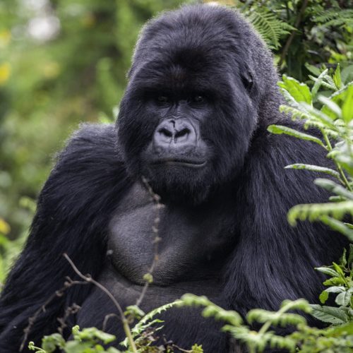 Gorilla in Volcanoes National Park sitting