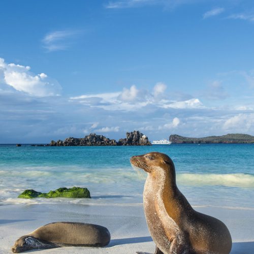 Galapagos sea lions (Zalophus wollebaeki) are sunbathing in the last sunlight at the beach of Espanola island, Galapagos Islands in the Pacific Ocean. This species of sea lion is endemic at the Galapagos islands; In the background one of the typical tourist yachts is visible. Wildlife shot.