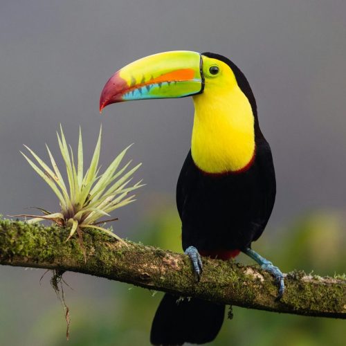 Costa Rica